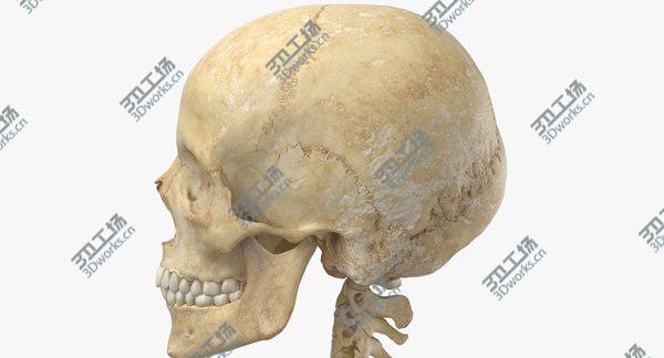images/goods_img/20210312/Real Human Woman Skeleton Bones Anatomy With Intervertibral Disks 01 model/4.jpg